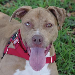 Hi my name is Mimosa I was adopted from PAWS4you as a puppy but now my owners cant take care