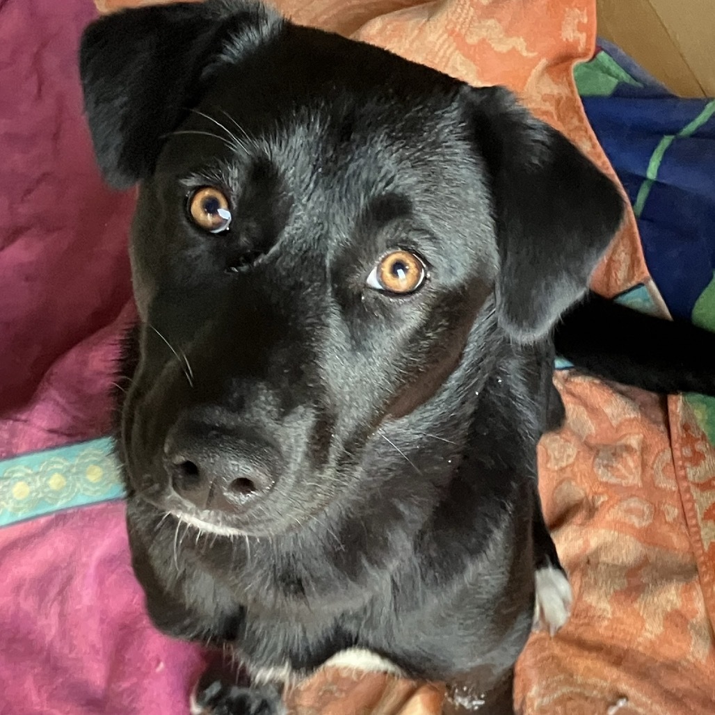 Nozzle (Birdie), an adoptable Mixed Breed in Moab, UT, 84532 | Photo Image 1