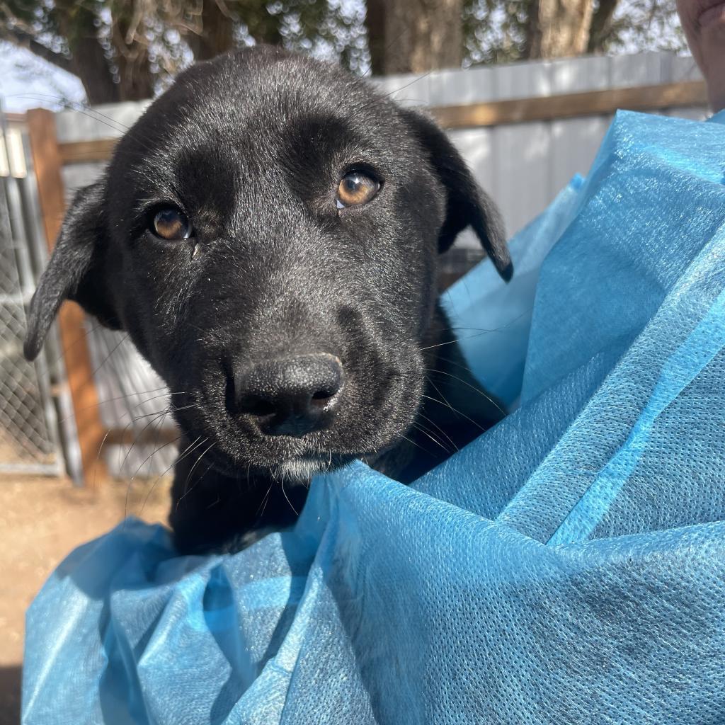 Nozzle (Birdie), an adoptable Mixed Breed in Moab, UT, 84532 | Photo Image 2