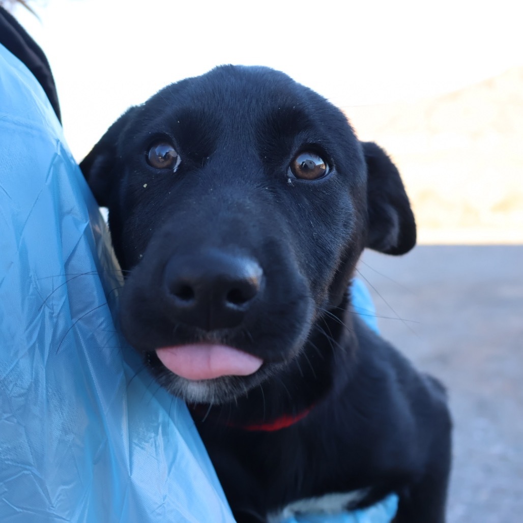 Nozzle (Birdie), an adoptable Mixed Breed in Moab, UT, 84532 | Photo Image 3