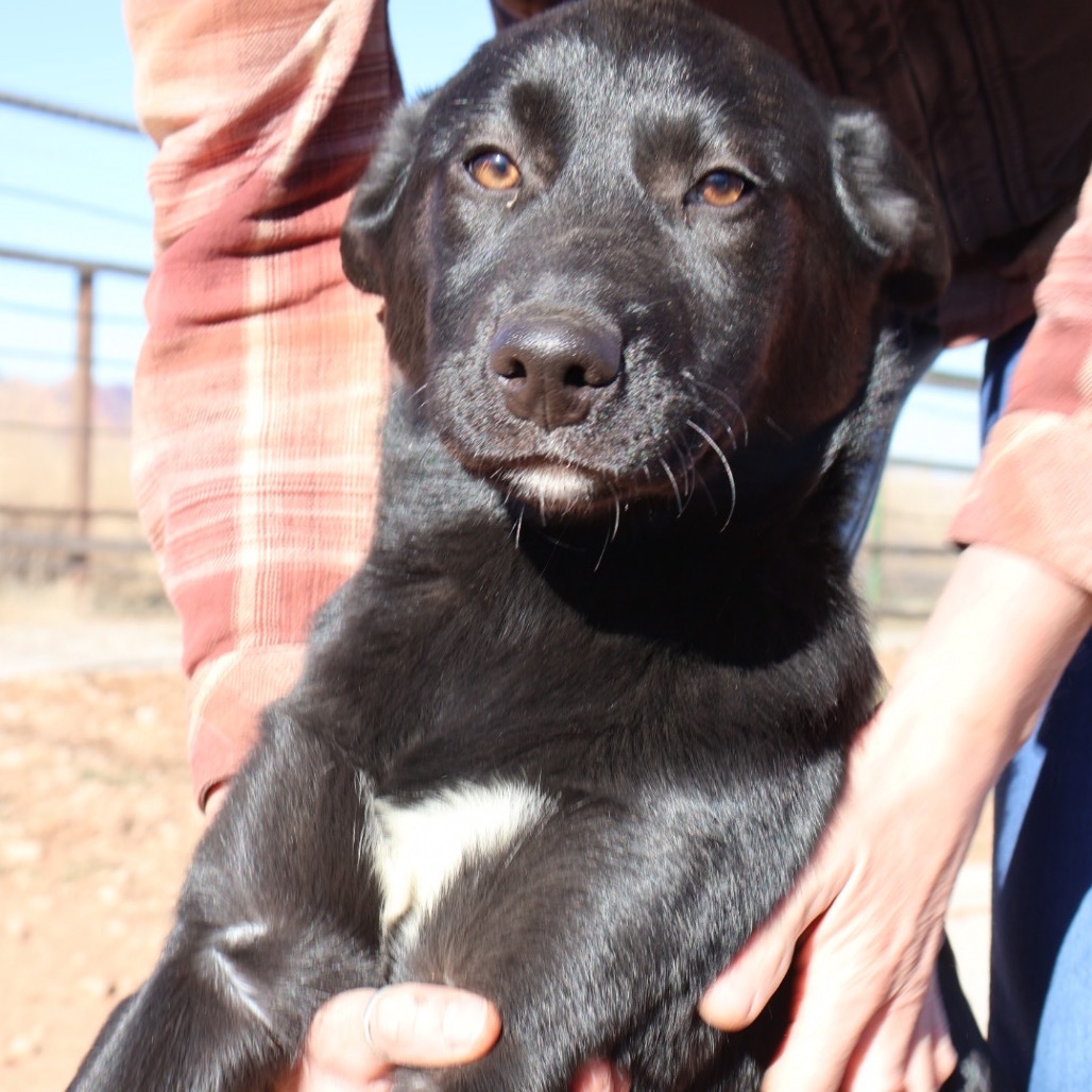 Nozzle (Birdie), an adoptable Mixed Breed in Moab, UT, 84532 | Photo Image 4