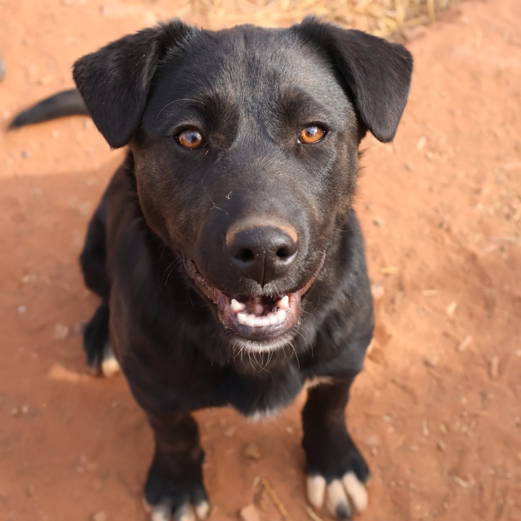 Nozzle (Birdie), an adoptable Mixed Breed in Moab, UT, 84532 | Photo Image 5