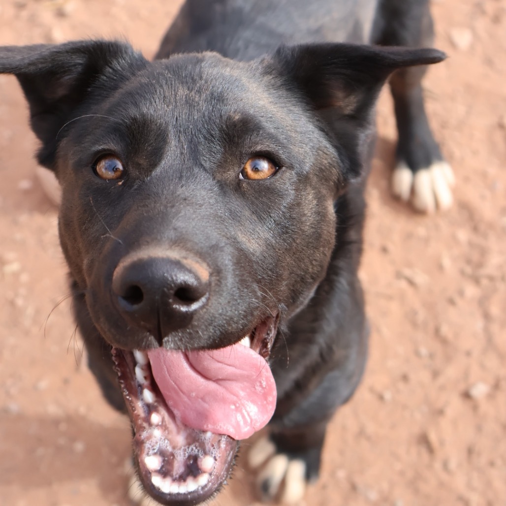 Nozzle (Birdie), an adoptable Mixed Breed in Moab, UT, 84532 | Photo Image 6