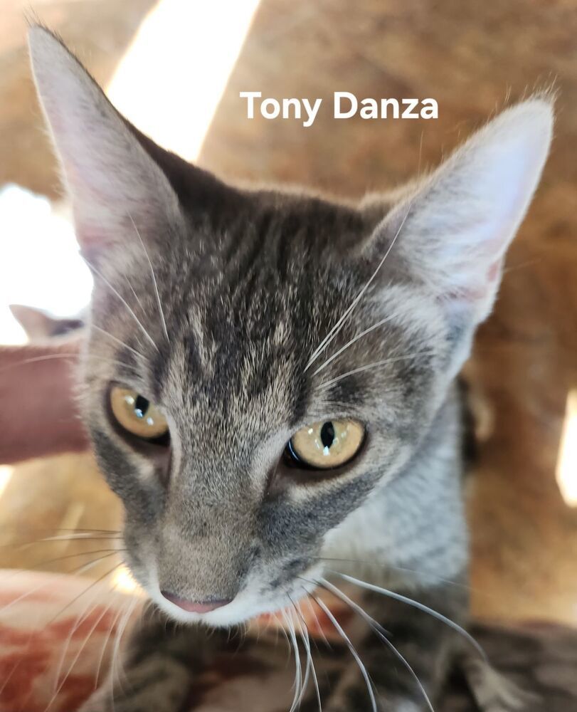 Tony Danza 4143