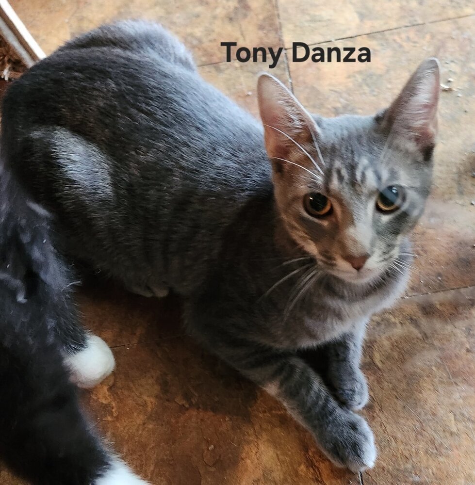 Tony Danza 4143