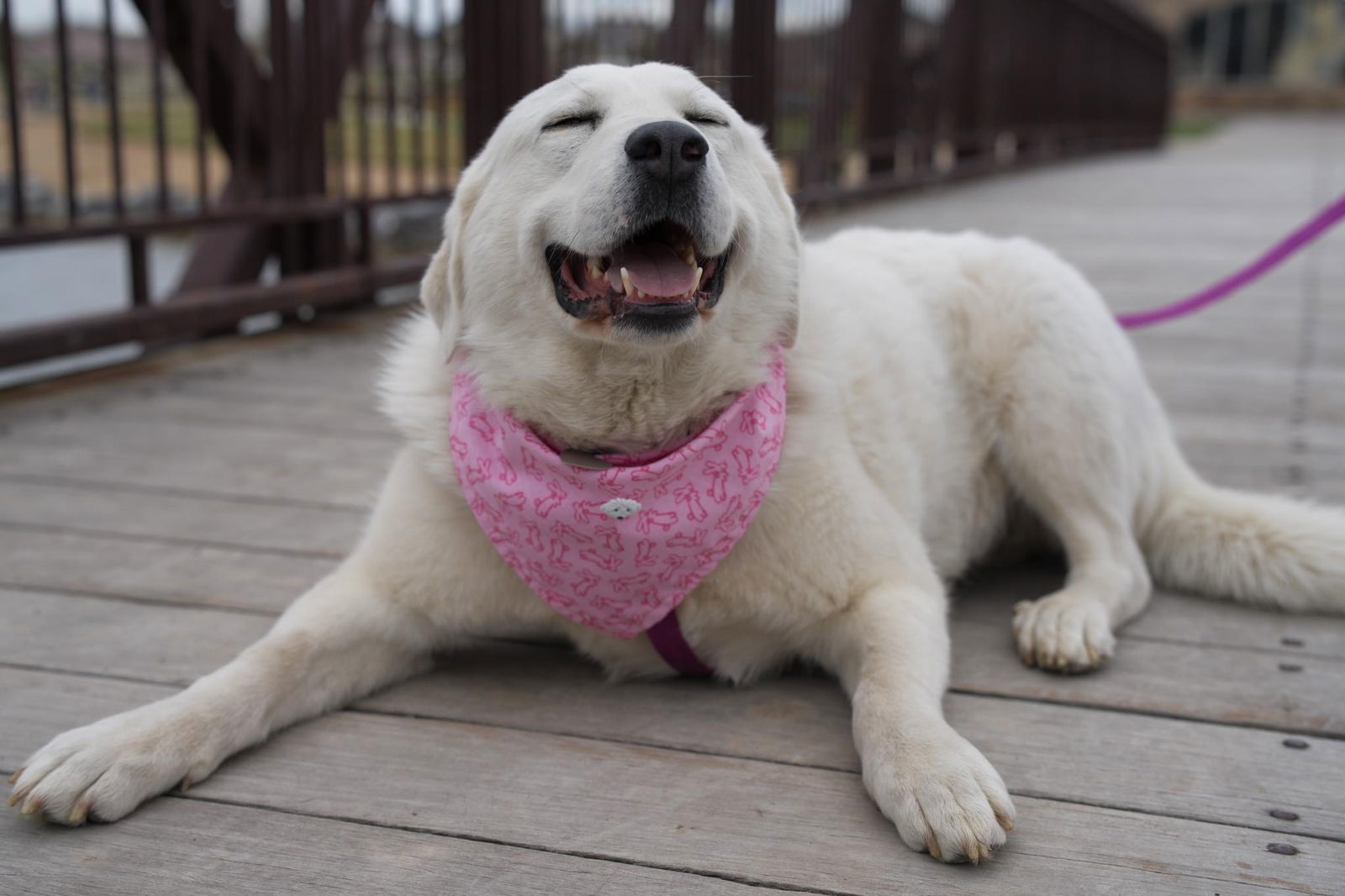 Bonnie, an adoptable Great Pyrenees, Akbash in Bountiful, UT, 84010 | Photo Image 1