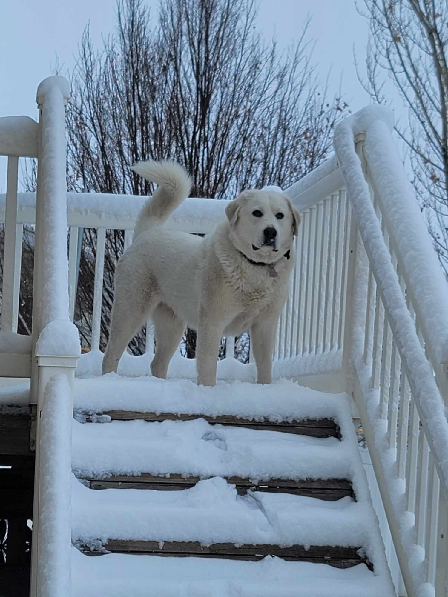 Bonnie, an adoptable Great Pyrenees, Akbash in Bountiful, UT, 84010 | Photo Image 2