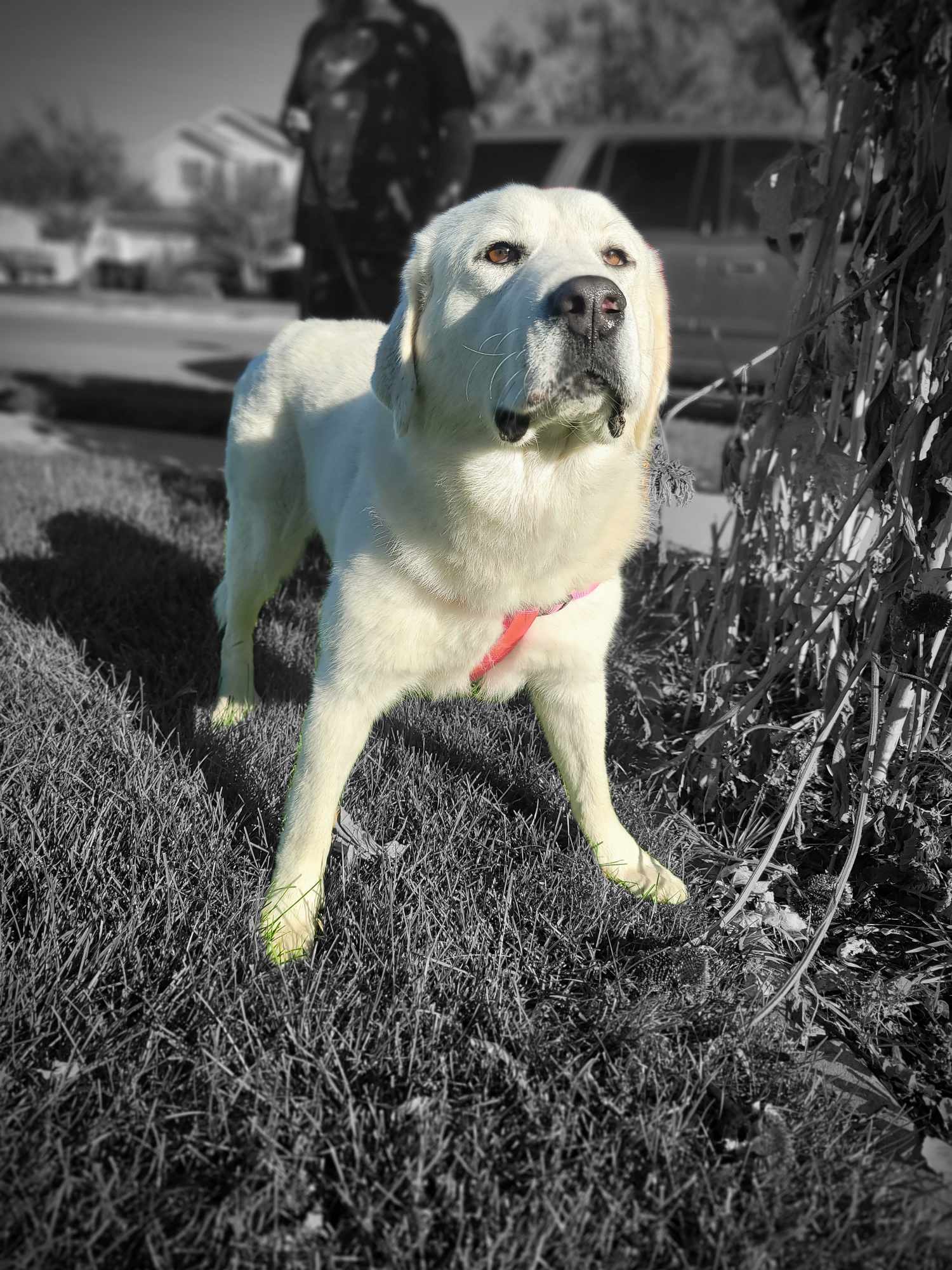 Bonnie, an adoptable Great Pyrenees, Akbash in Bountiful, UT, 84010 | Photo Image 3