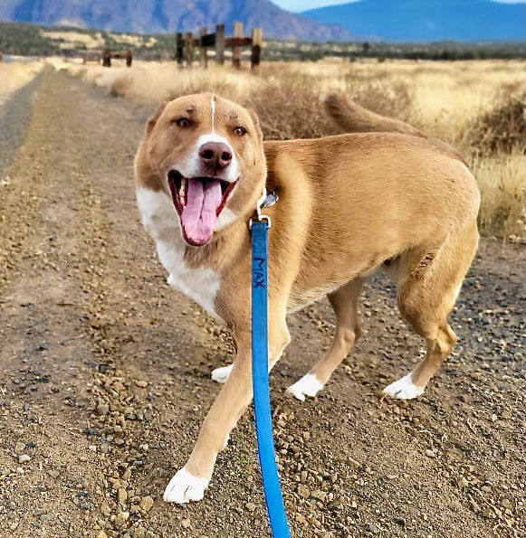 Chip, an adoptable Siberian Husky, Labrador Retriever in Yreka, CA, 96097 | Photo Image 1