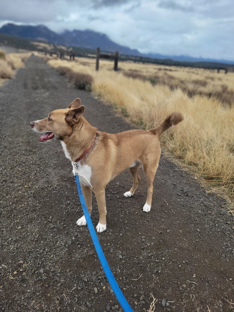 Chip, an adoptable Siberian Husky, Labrador Retriever in Yreka, CA, 96097 | Photo Image 2