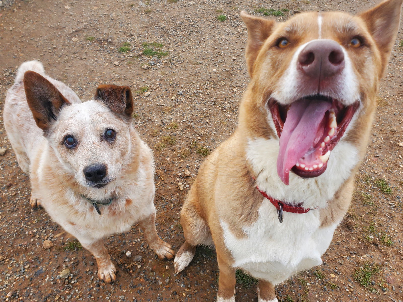 Chip, an adoptable Siberian Husky, Labrador Retriever in Yreka, CA, 96097 | Photo Image 3