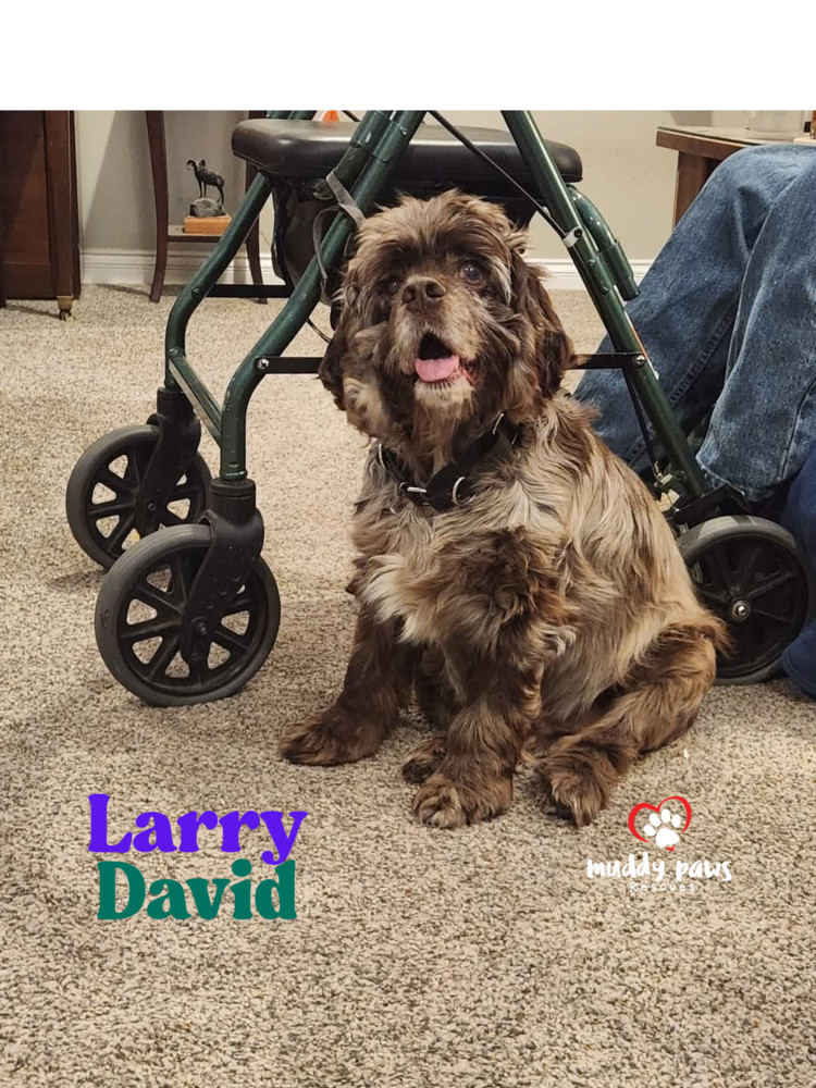 Larry David