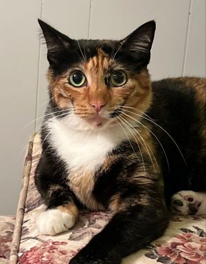 Meet Sweet Pea Sweet Pea is a stunning 2-year-old calico with beautiful markings and soulful eyes 