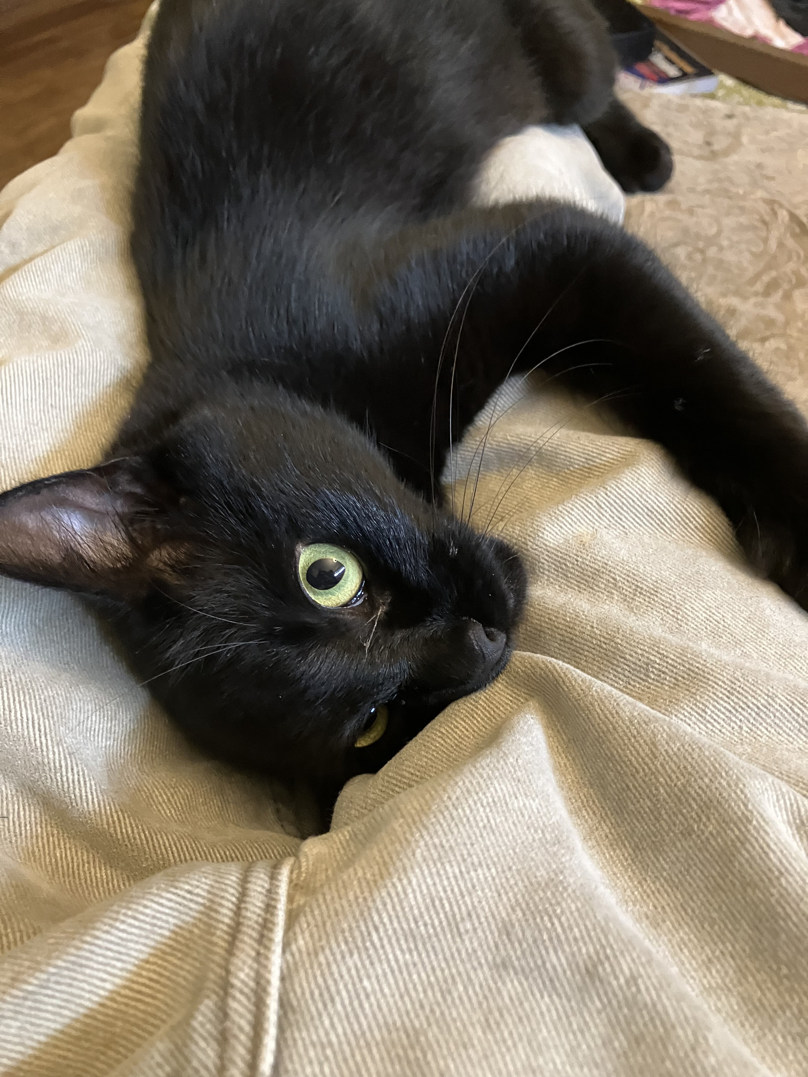 Silky - Elegant black young female - Needs a Home!