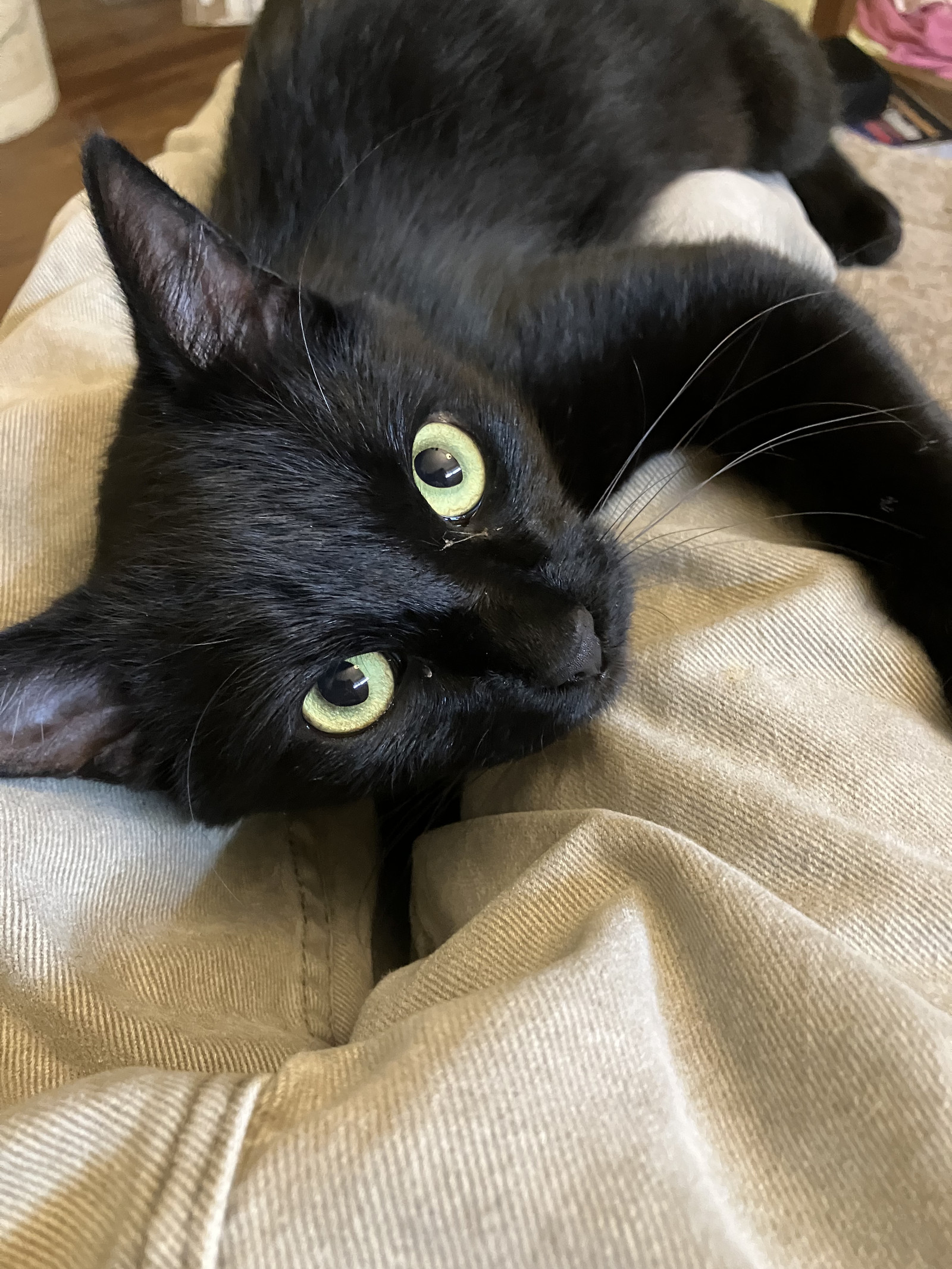Silky - Elegant black young female - Needs a Home!