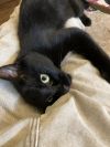 Silky - Elegant black young female - Needs a Home! photo 2