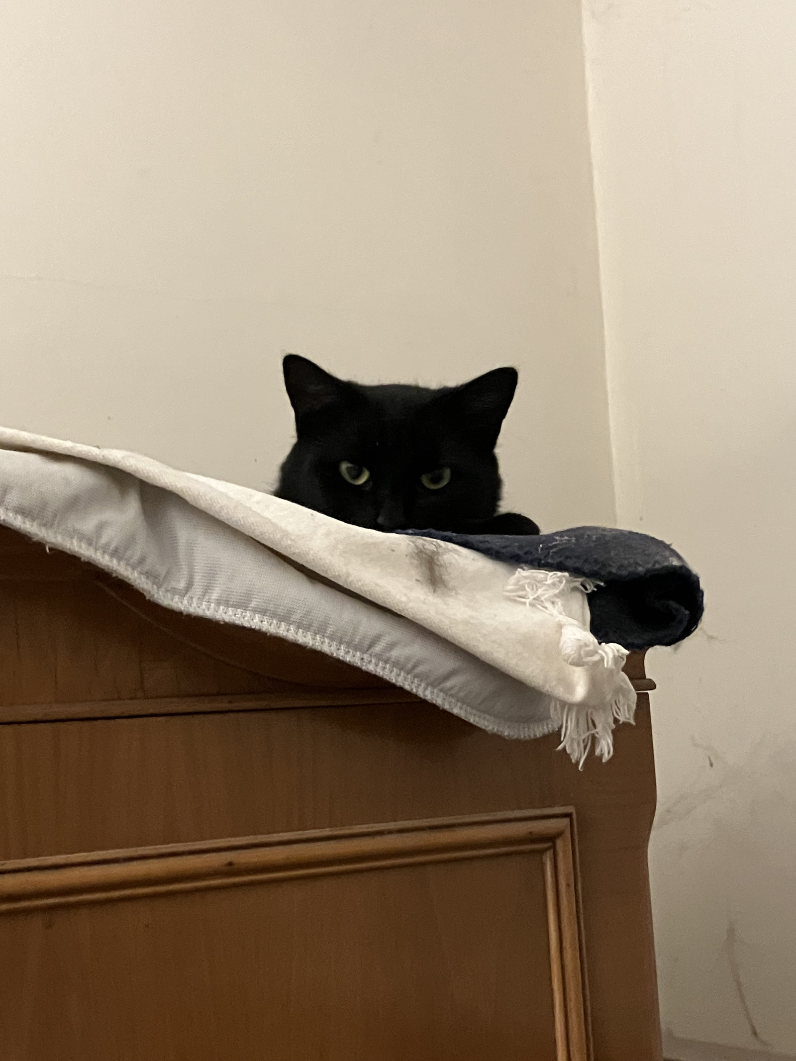 Silky - Elegant black young female - Needs a Home!