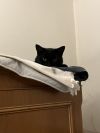Silky - Elegant black young female - Needs a Home! photo 3