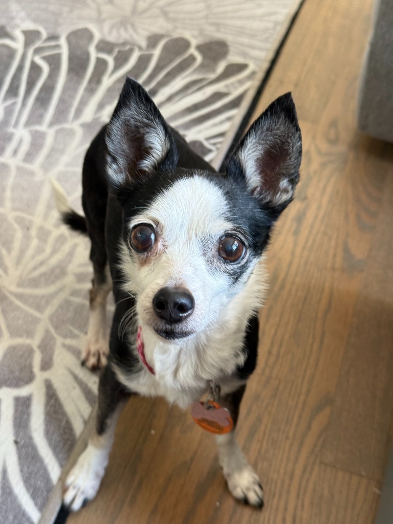 Lulu, an adoptable Chihuahua in San Juan de Abajo, NAY, 63732 | Photo Image 1