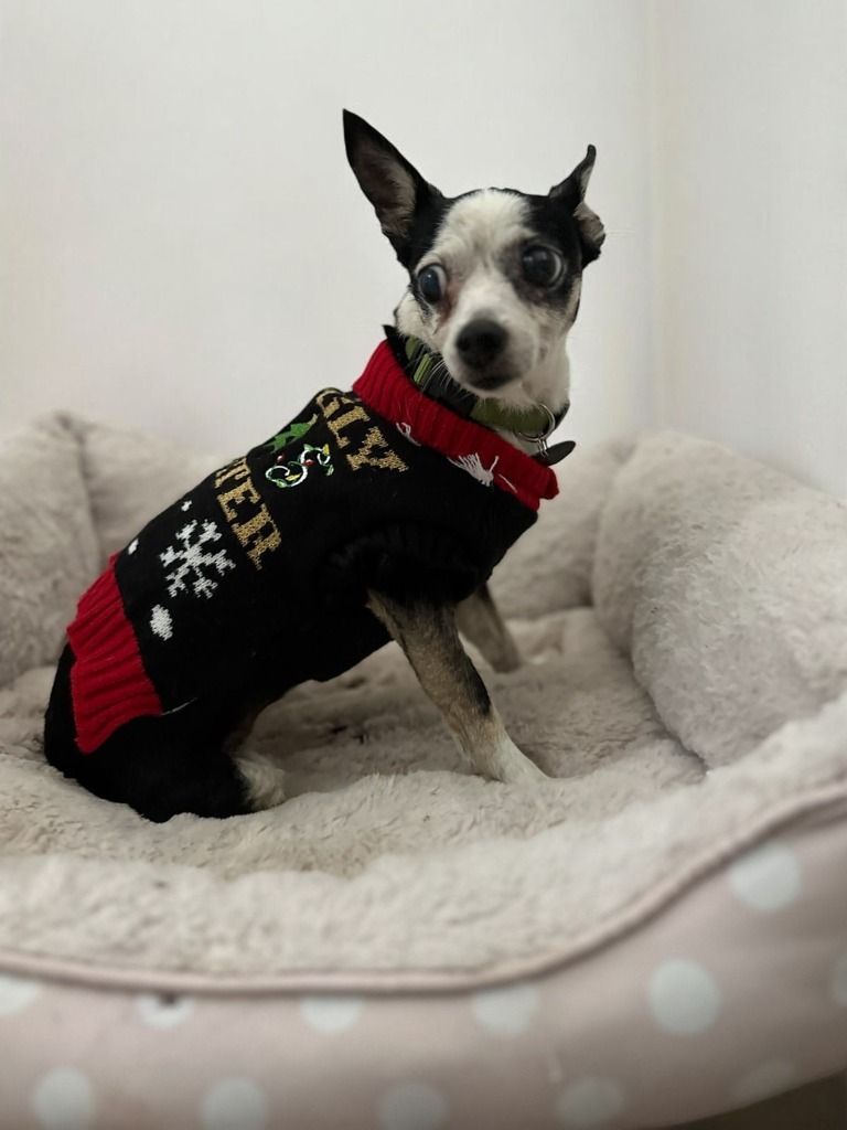 Lulu, an adoptable Chihuahua in San Juan de Abajo, NAY, 63732 | Photo Image 2