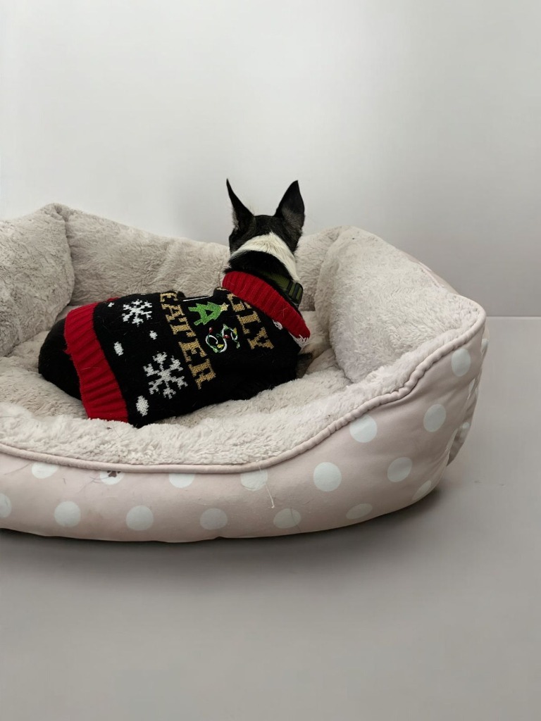 Lulu, an adoptable Chihuahua in San Juan de Abajo, NAY, 63732 | Photo Image 3
