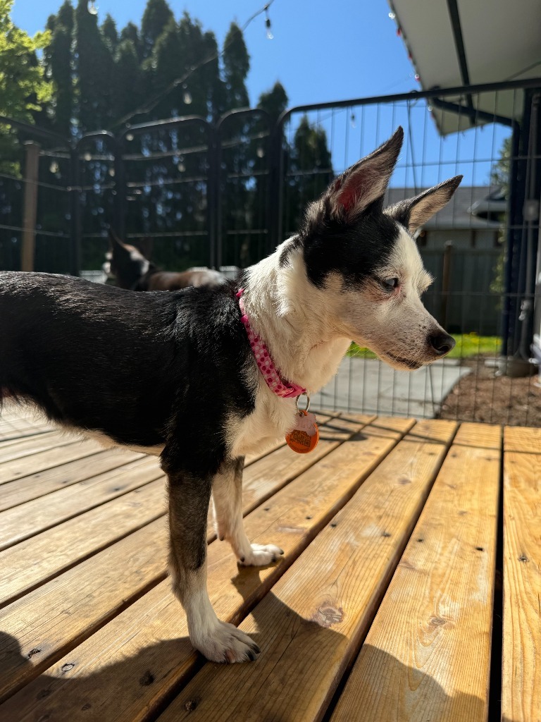 Lulu, an adoptable Chihuahua in San Juan de Abajo, NAY, 63732 | Photo Image 4