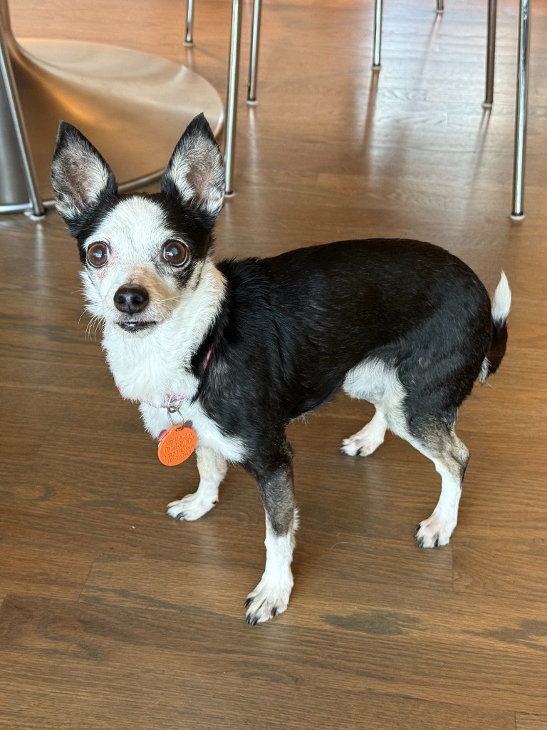 Lulu, an adoptable Chihuahua in San Juan de Abajo, NAY, 63732 | Photo Image 5