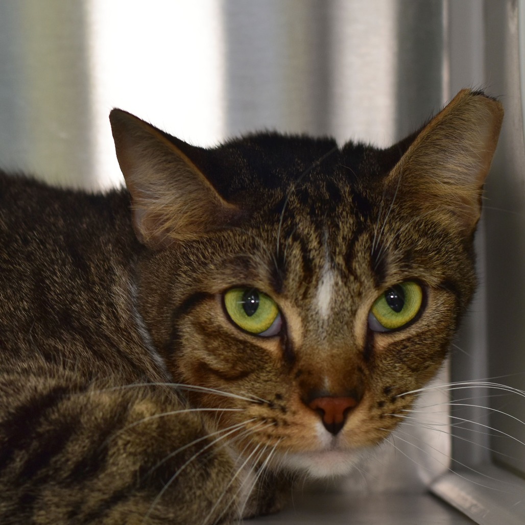 Mistletoe, an adoptable Domestic Short Hair in Ottawa, KS, 66067 | Photo Image 1