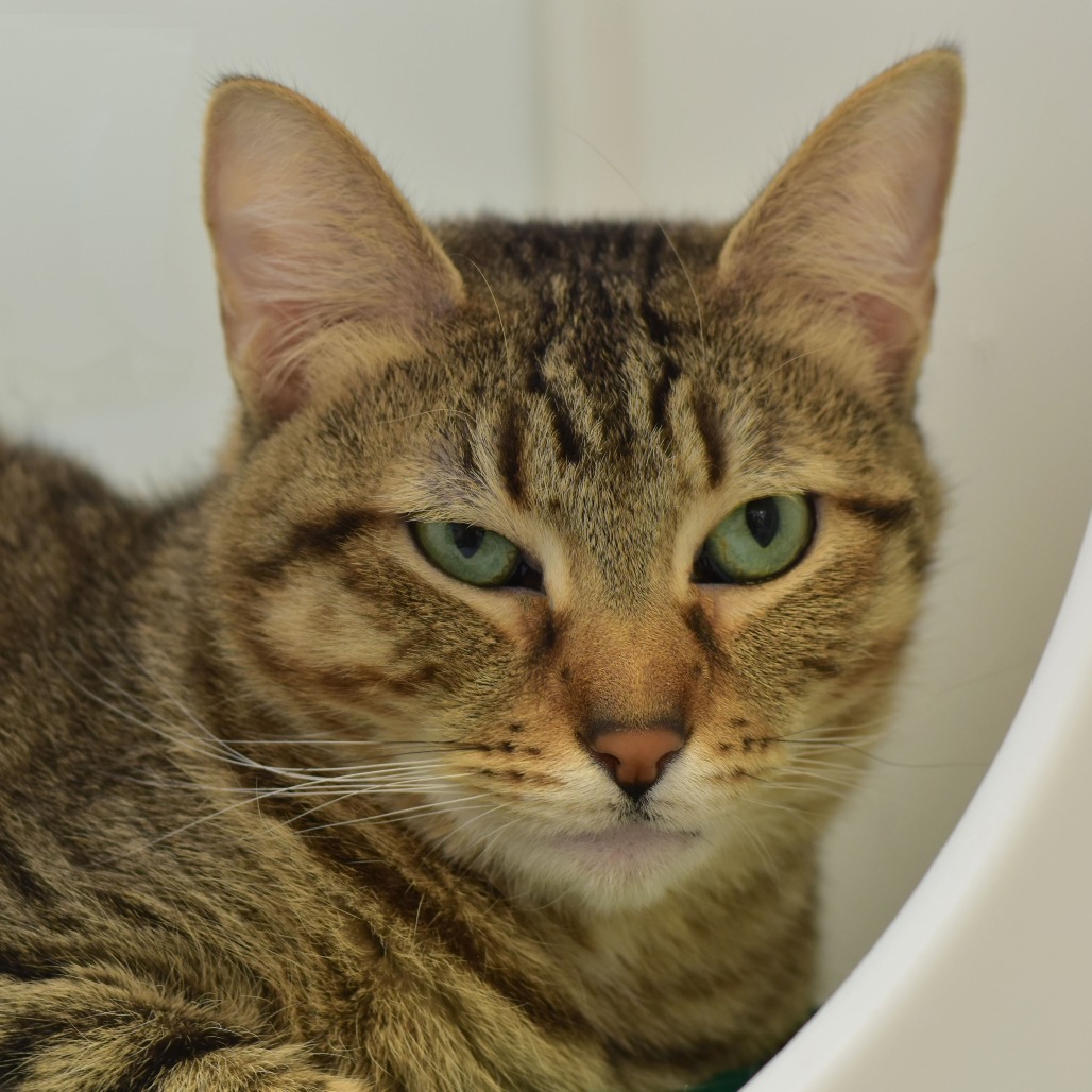 Nutmeg, an adoptable Domestic Short Hair in Ottawa, KS, 66067 | Photo Image 1