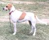 LOVELY LILY GREAT FAMILY DOG photo 1