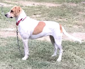 LOVELY LILY GREAT FAMILY DOG, Adult Female Labrador Retriever