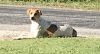LOVELY LILY GREAT FAMILY DOG photo 2