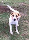 LOVELY LILY GREAT FAMILY DOG photo 3