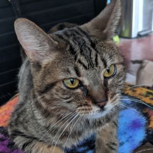 Tigger- Likes Cats, Treats and Naps!