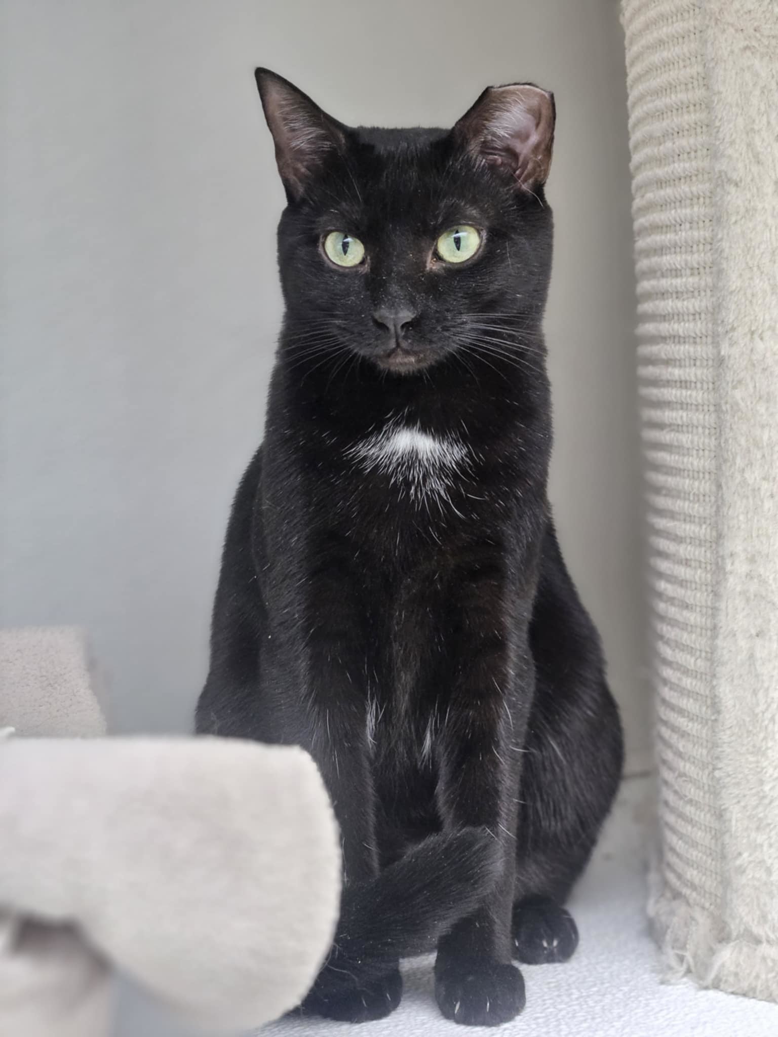 Pepper, an adoptable Domestic Short Hair in Gonic, NH, 03839 | Photo Image 1