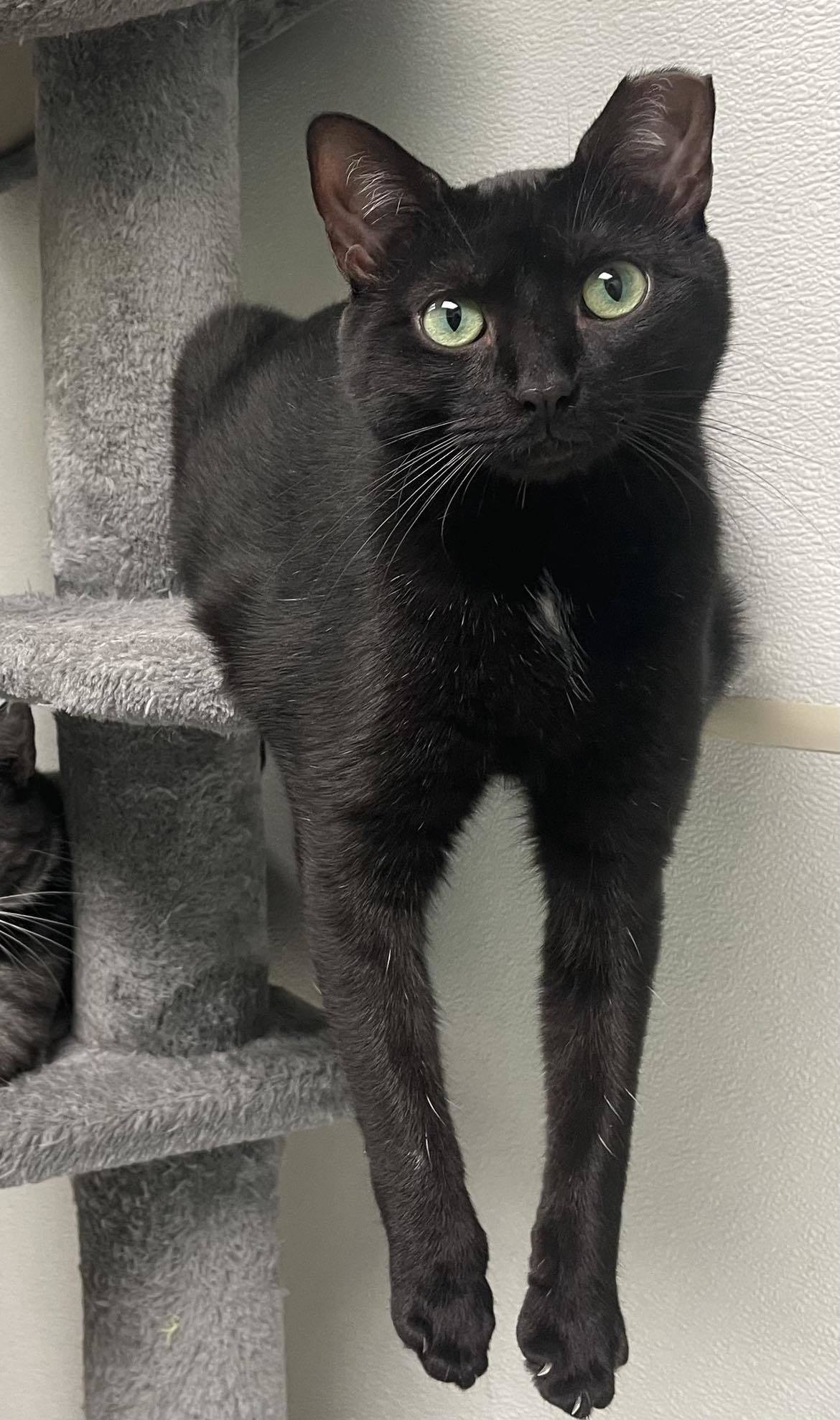 Pepper AND Brigid, an adoptable Domestic Short Hair in Gonic, NH, 03839 | Photo Image 1