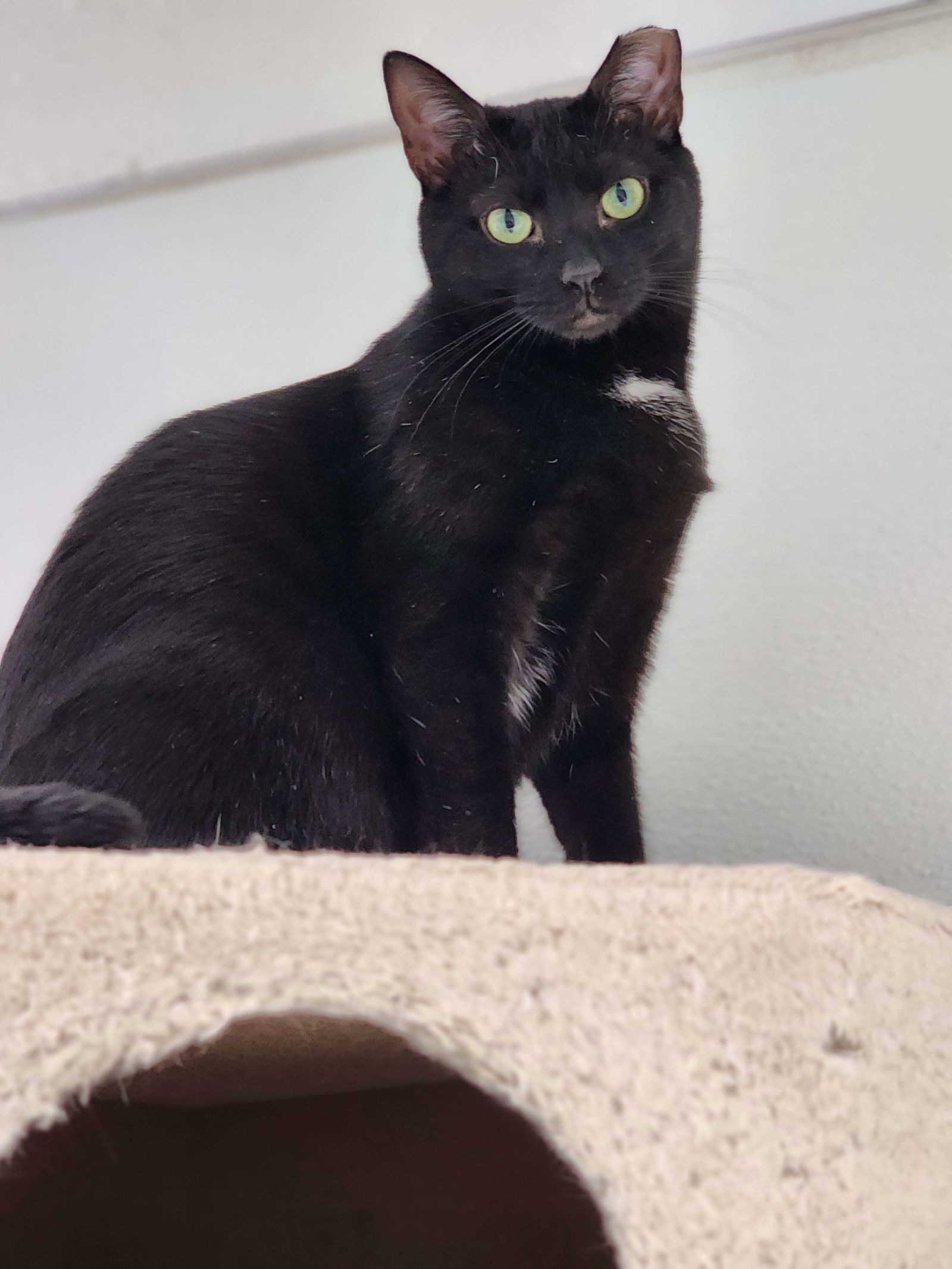 Pepper, an adoptable Domestic Short Hair in Gonic, NH, 03839 | Photo Image 2