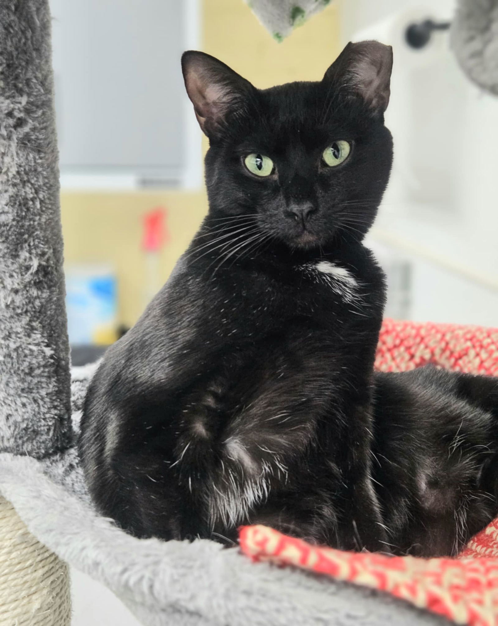Pepper, an adoptable Domestic Short Hair in Gonic, NH, 03839 | Photo Image 3