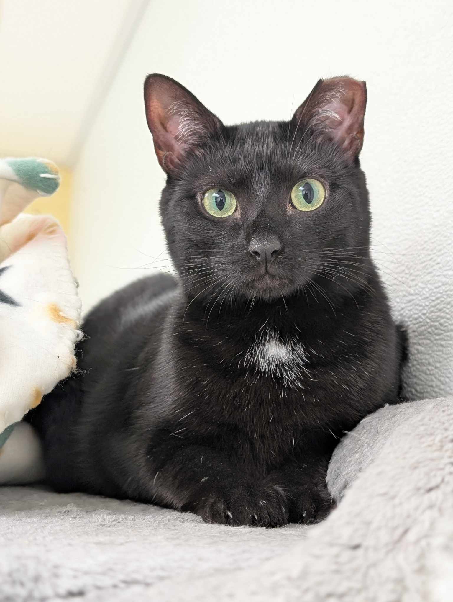 Pepper AND Brigid, an adoptable Domestic Short Hair in Gonic, NH, 03839 | Photo Image 3