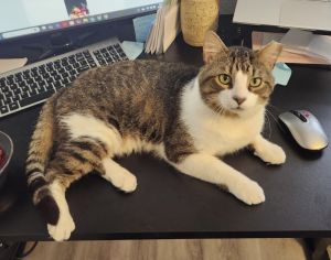 Buster, Adult Male Domestic Short Hair