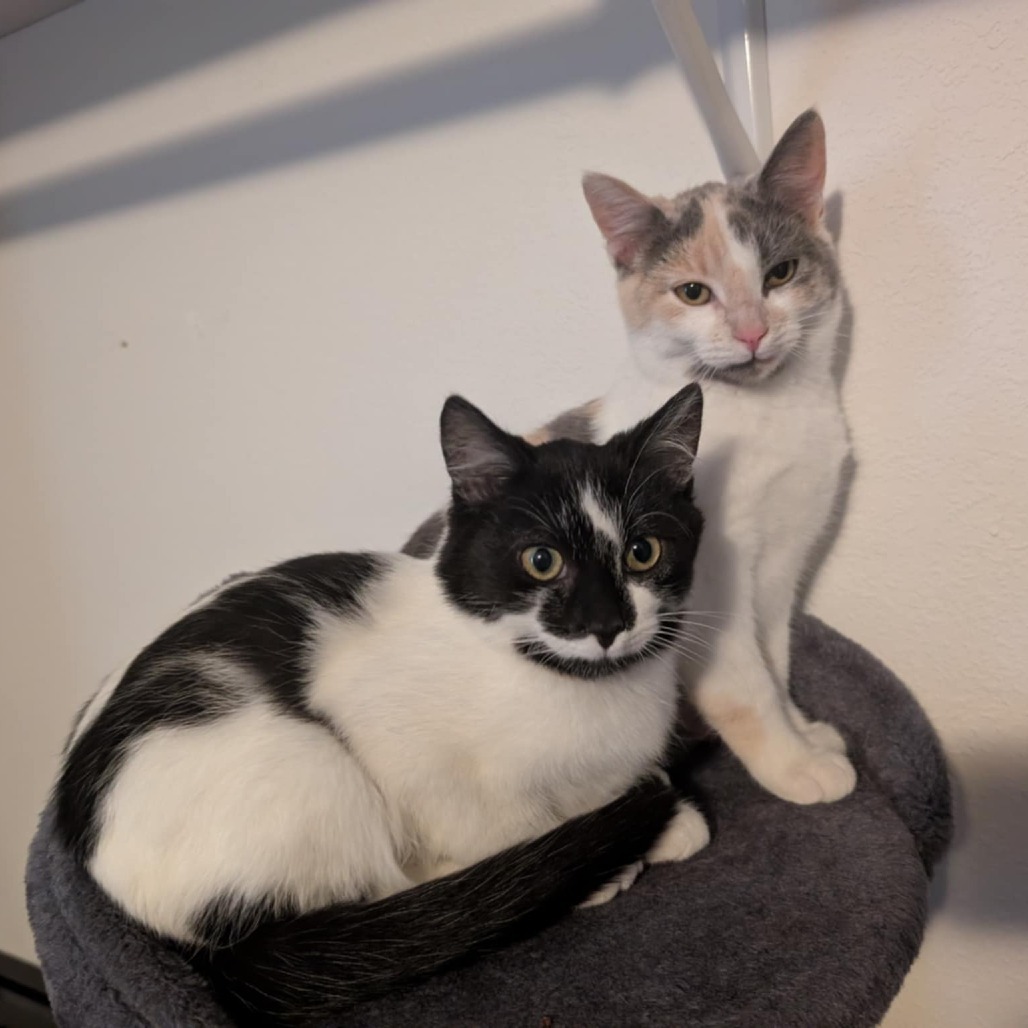 Holstein, an adoptable Domestic Short Hair in Bismarck, ND, 58507 | Photo Image 1