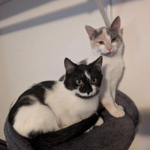 Holstein, Young Male Domestic Short Hair