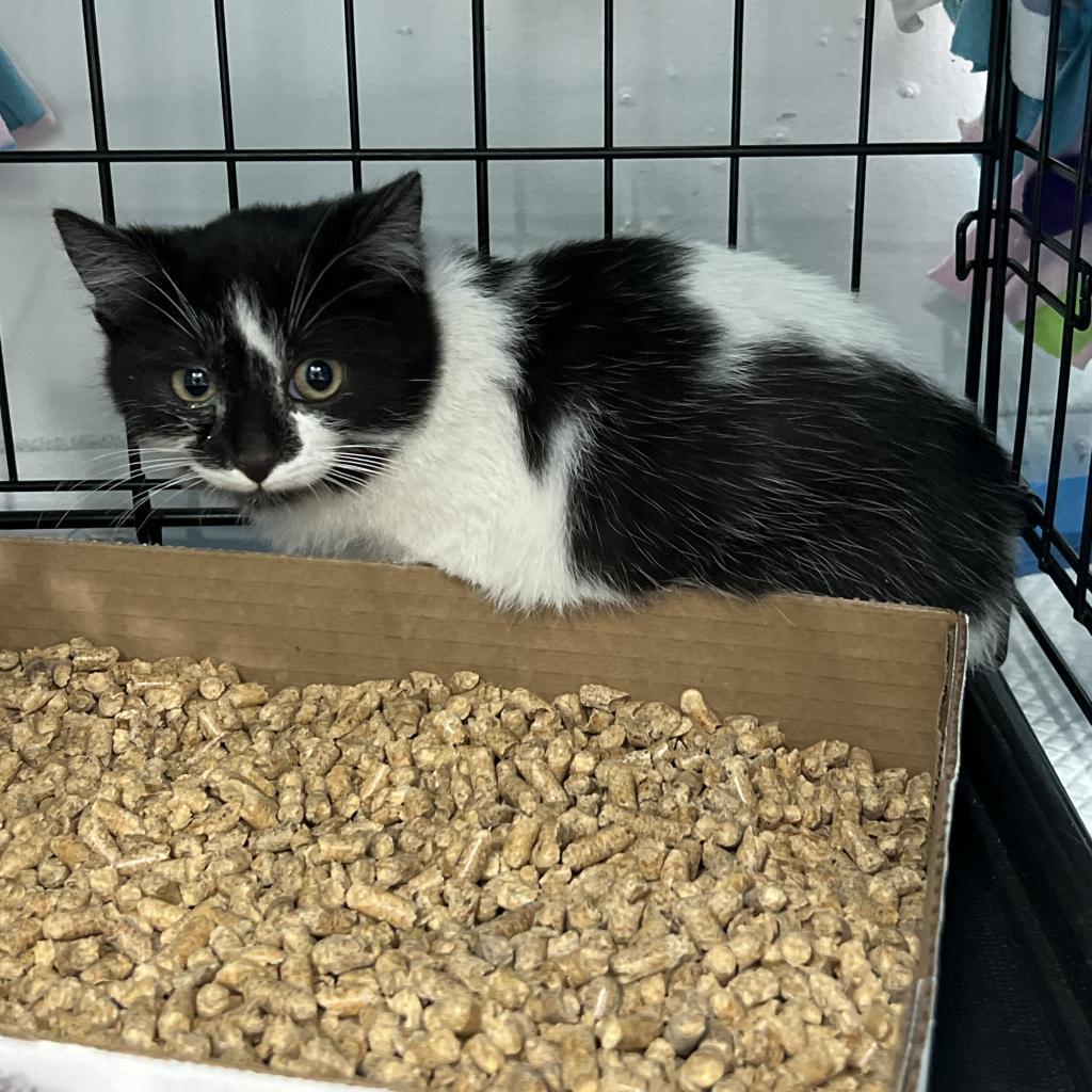 Holstein, an adoptable Domestic Short Hair in Bismarck, ND, 58507 | Photo Image 2