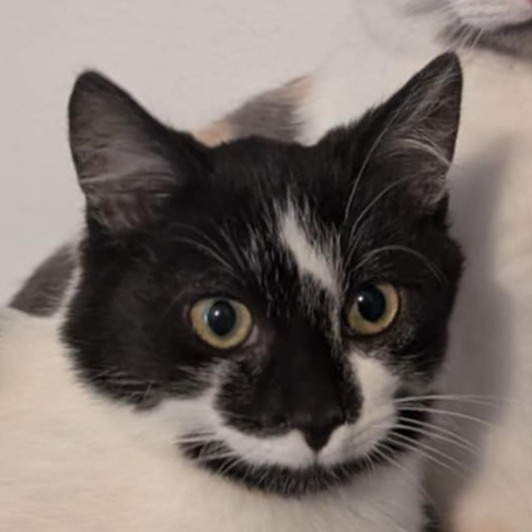 Holstein, an adoptable Domestic Short Hair in Bismarck, ND, 58507 | Photo Image 4