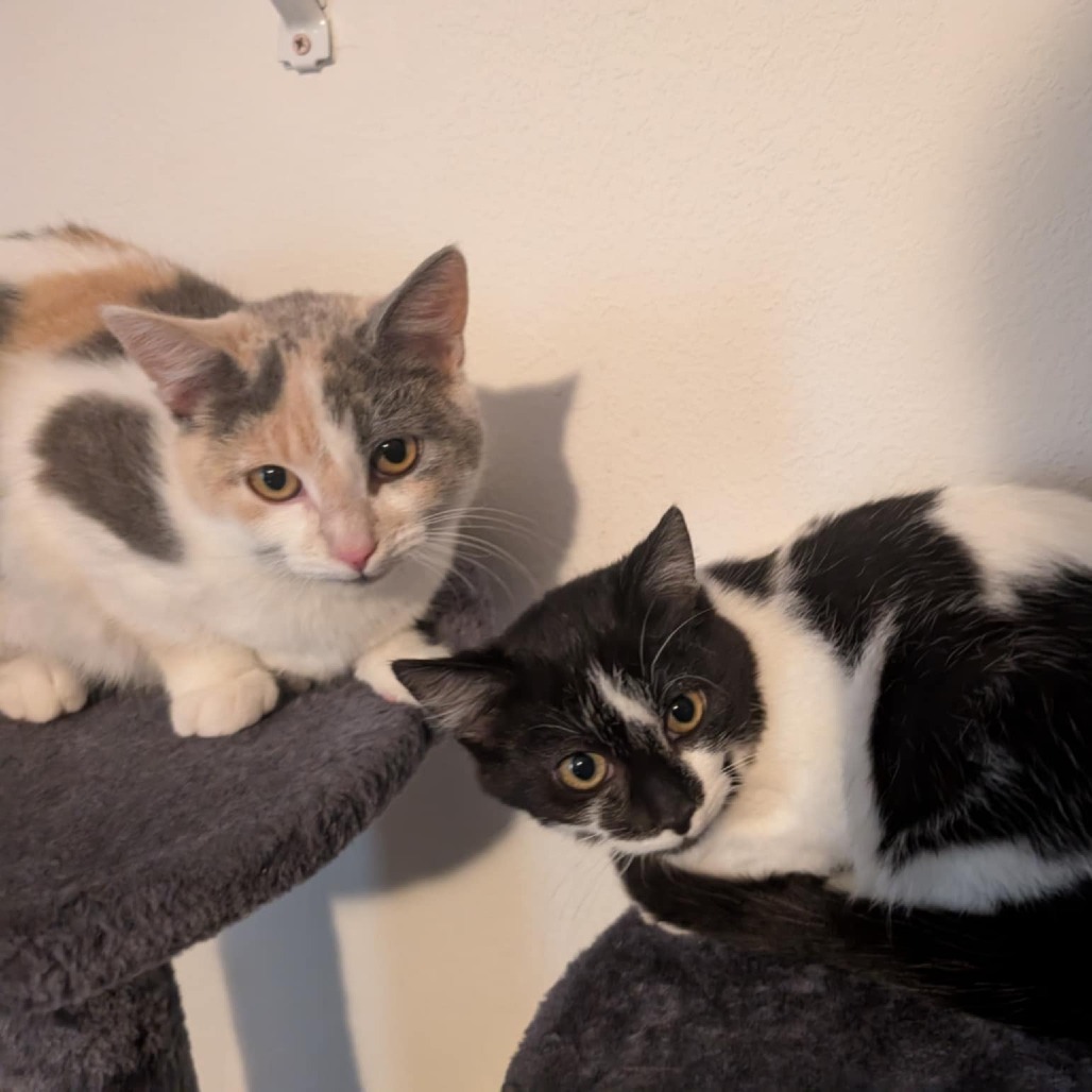 Tinkerbell, an adoptable Domestic Short Hair in Bismarck, ND, 58507 | Photo Image 1