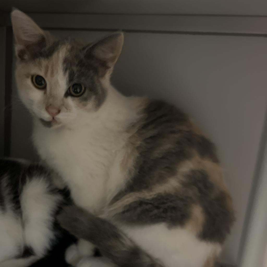 Tinkerbell, an adoptable Domestic Short Hair in Bismarck, ND, 58507 | Photo Image 2