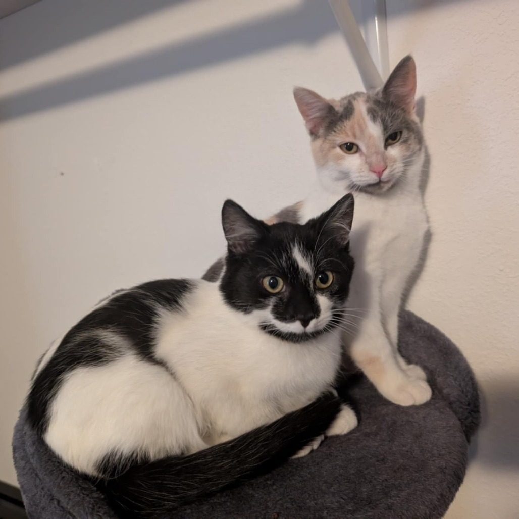 Tinkerbell, an adoptable Domestic Short Hair in Bismarck, ND, 58507 | Photo Image 4
