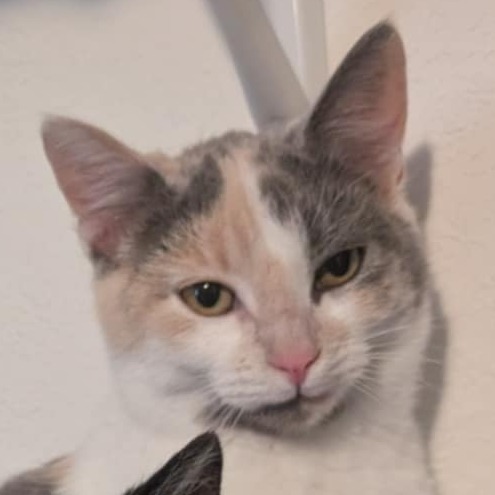 Tinkerbell, an adoptable Domestic Short Hair in Bismarck, ND, 58507 | Photo Image 5