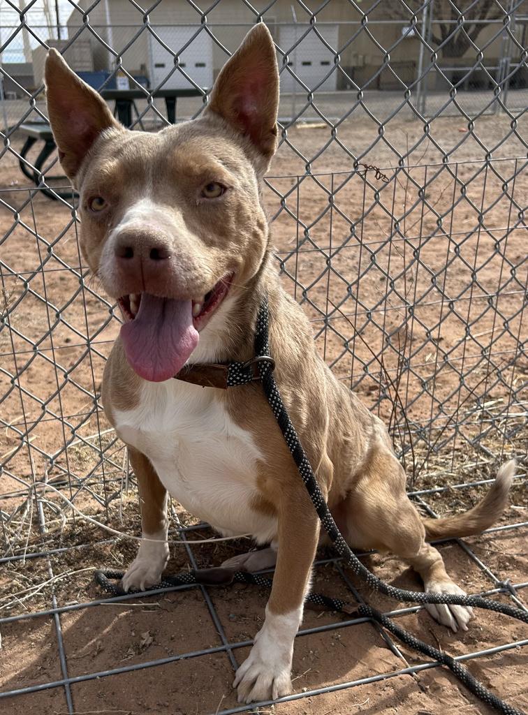 Shylo, an adoptable Mixed Breed in Holbrook, AZ, 86025 | Photo Image 1