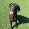 Buddy 8173 photo 1